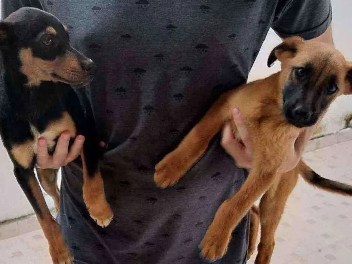 Cachorro ra a SRD idade 2 a 6 meses nome Pretinho e Marronzin