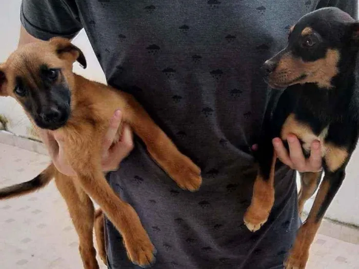 Cachorro ra a SRD idade 2 a 6 meses nome Pretinho e Marronzin