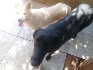 Cachorro raça Pastor preto e pastor suíço idade 6 ou mais anos nome Shakira e Neve