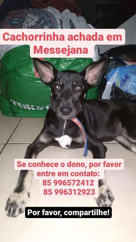 Cachorro ra a Srd idade 7 a 11 meses nome Kaka