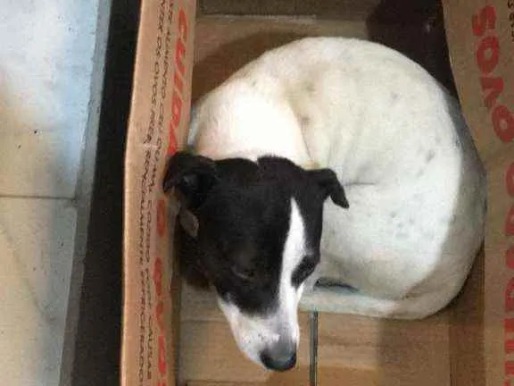 Cachorro raça Mestiça de bull terrier e fox  idade 1 ano nome Mylon