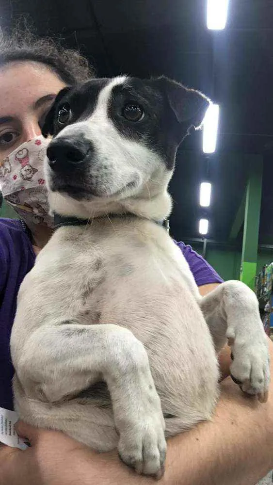 Cachorro raça Mestiça de bull terrier e fox  idade 1 ano nome Mylon