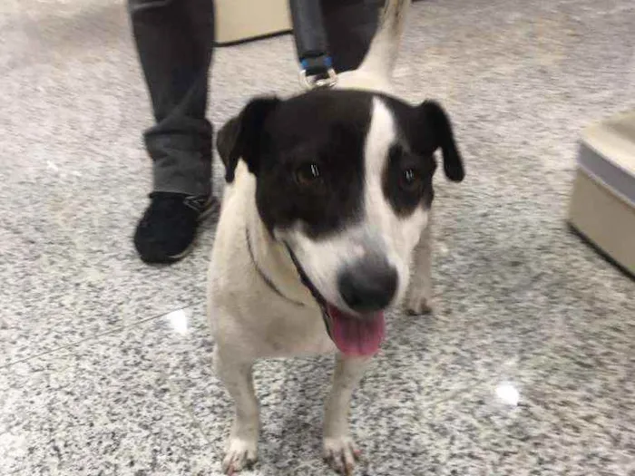 Cachorro raça Mestiça de bull terrier e fox  idade 1 ano nome Mylon