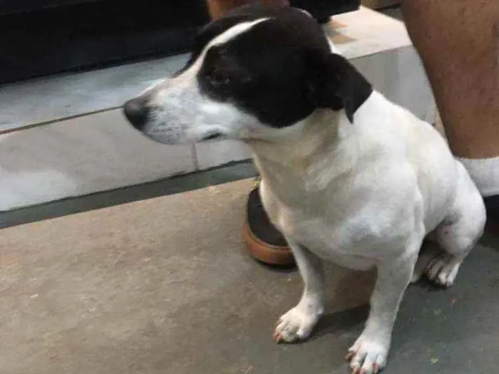 Cachorro raça Mestiça de bull terrier e fox  idade 1 ano nome Mylon