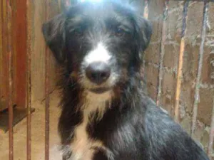 Cachorro raça SRD idade 2 anos nome Bidú