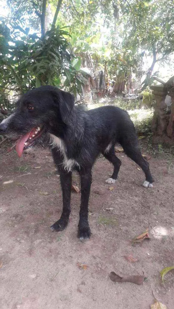 Cachorro raça SRD idade 2 anos nome Bidú