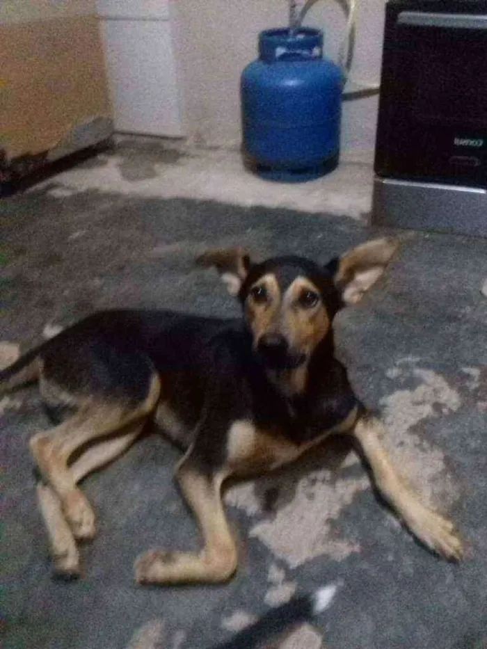 Cachorro raça   Mix de pastor capa preta idade 1 ano nome Nero