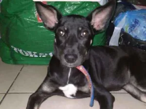 Cachorro raça Srd idade 7 a 11 meses nome Kaka