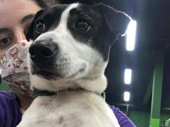 Cachorro raça Mestiça de bull terrier e fox  idade 1 ano nome Mylon
