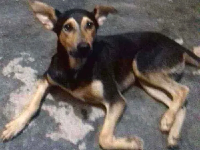 Cachorro raça   Mix de pastor capa preta idade 1 ano nome Nero