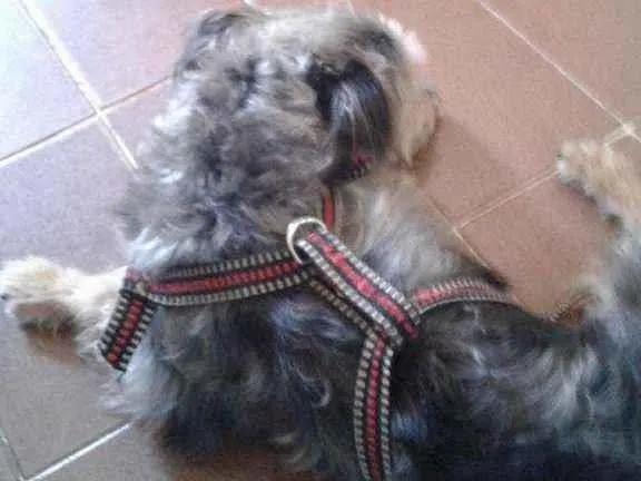 Cachorro ra a Puldoll mistura Yorkshire  idade 3 anos nome Thor 