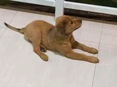 Cachorro raça Labrador, rotvailer, boder col idade 7 a 11 meses nome Pandora