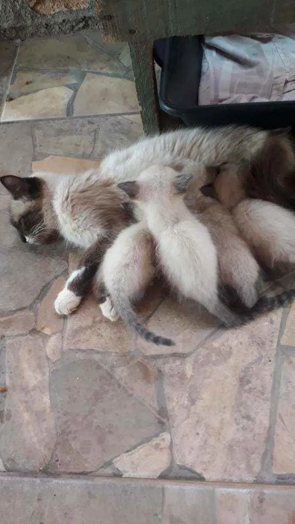 Gato ra a É gatos siamês idade Abaixo de 2 meses nome Mula