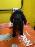 CÃEZINHOS FILHOTES