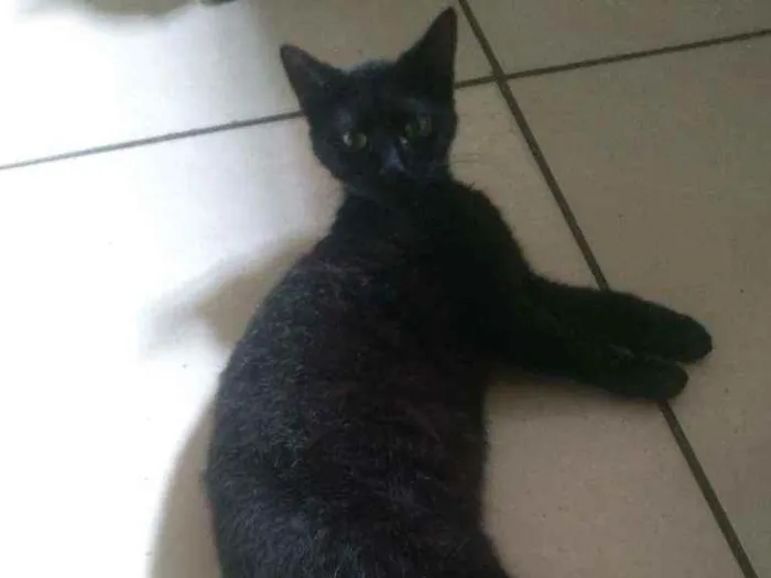 Gato ra a Indefinido idade 1 ano nome Preta