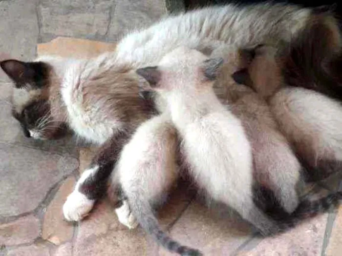 Gato ra a É gatos siamês idade Abaixo de 2 meses nome Mula