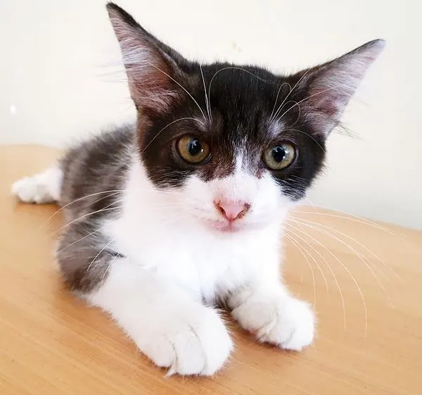 Gato raça SRD-ViraLata idade 2 a 6 meses nome TONINHA FRAJOLA