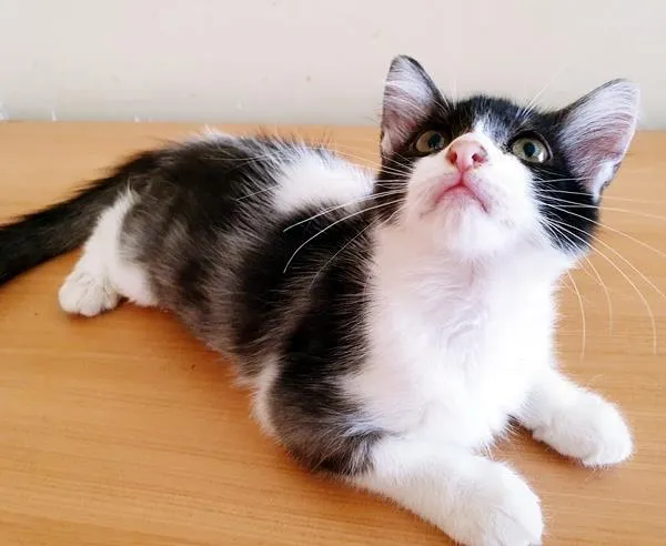 Gato raça SRD-ViraLata idade 2 a 6 meses nome TONINHA FRAJOLA