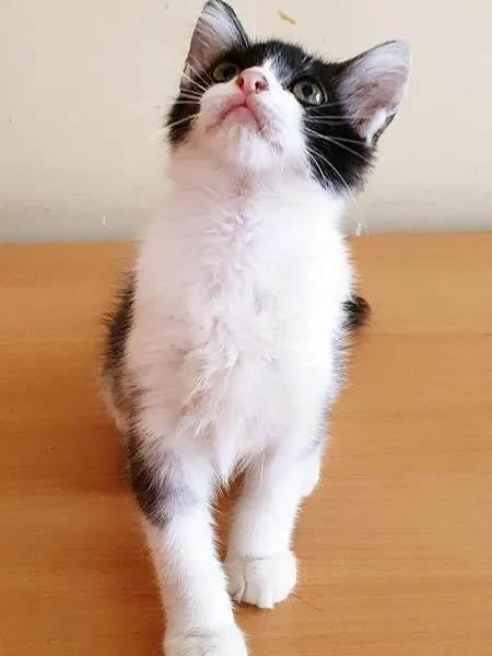 Gato raça SRD-ViraLata idade 2 a 6 meses nome TONINHA FRAJOLA