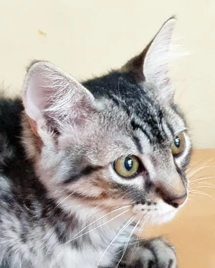 Gato raça SRD idade 2 a 6 meses nome TALES TIGRE