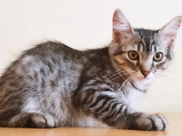 Gato raça SRD idade 2 a 6 meses nome TALES TIGRE