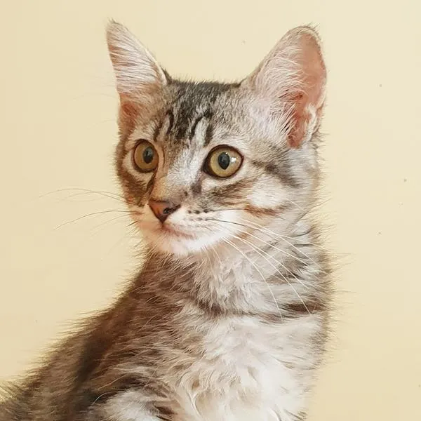 Gato raça SRD idade 2 a 6 meses nome TALES TIGRE