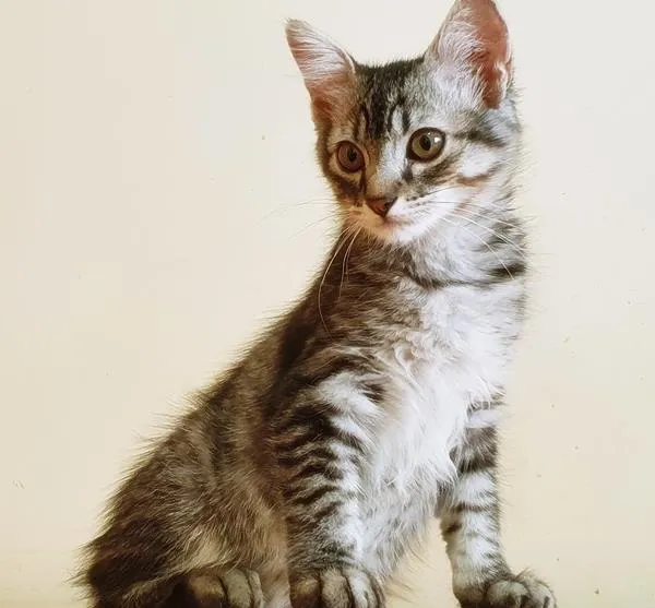 Gato raça SRD idade 2 a 6 meses nome TALES TIGRE