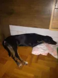 Nina