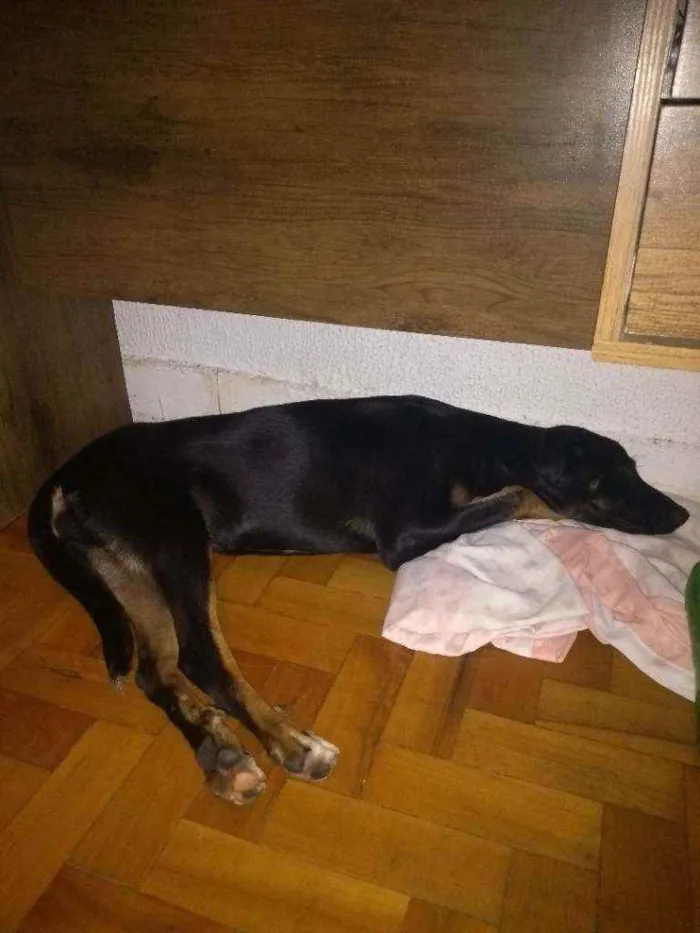 Cachorro ra a Vira lata idade 7 a 11 meses nome Nina