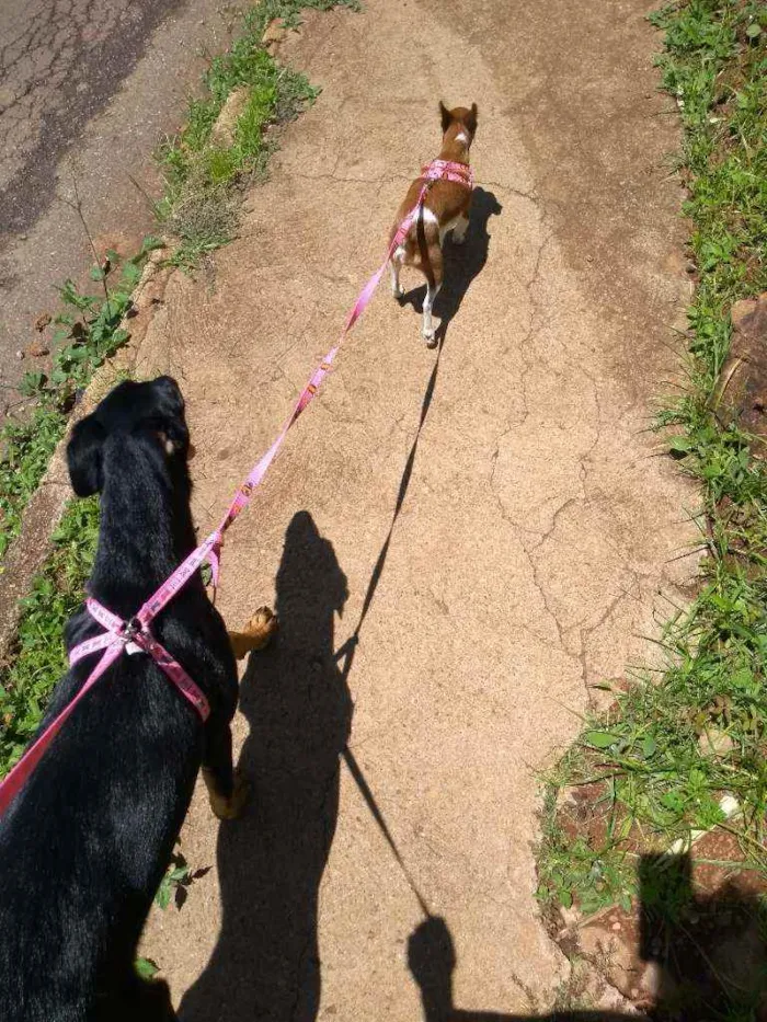Cachorro ra a Vira lata idade 7 a 11 meses nome Nina