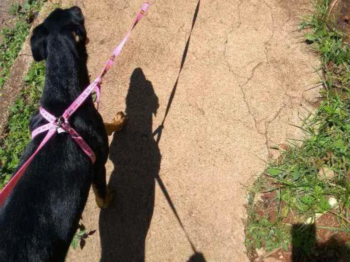 Cachorro ra a Vira lata idade 7 a 11 meses nome Nina