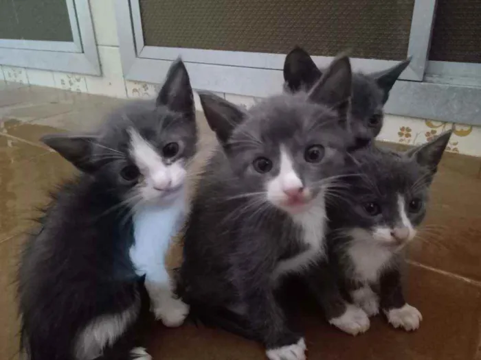 Gato ra a Não sei idade Abaixo de 2 meses nome Não tem