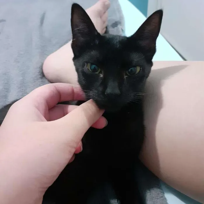 Gato ra a Sem raça idade 2 a 6 meses nome Perséfone