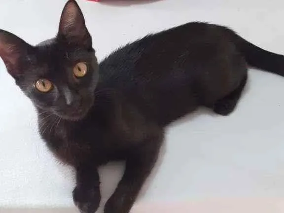 Gato ra a Sem raça idade 2 a 6 meses nome Perséfone