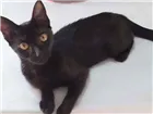 Gato raça Sem raça idade 2 a 6 meses nome Perséfone