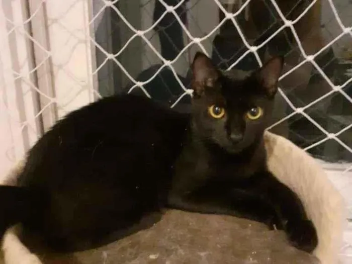 Gato ra a Sem raça idade 2 a 6 meses nome Perséfone