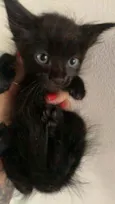 Gato