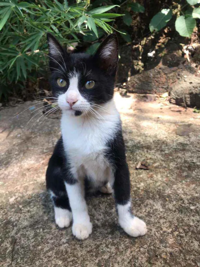 Gato raça Mestiço kurilian bobtail idade 7 a 11 meses nome Tom
