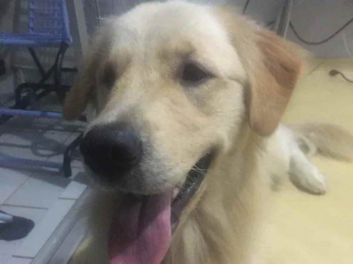 Cachorro ra a Golden retriever  idade 1 ano nome Mike