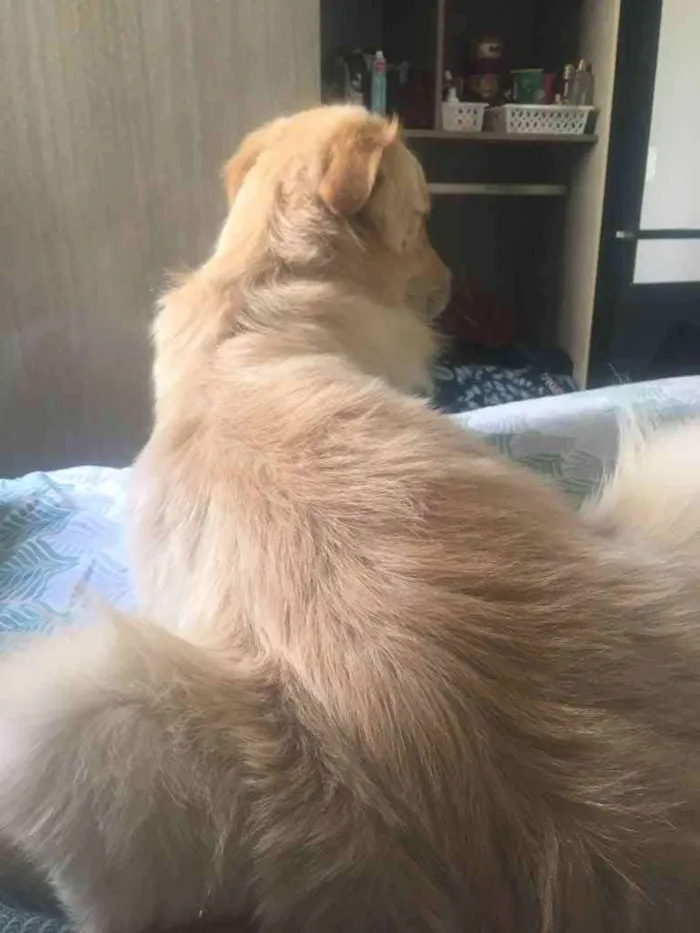 Cachorro ra a Golden retriever  idade 1 ano nome Mike