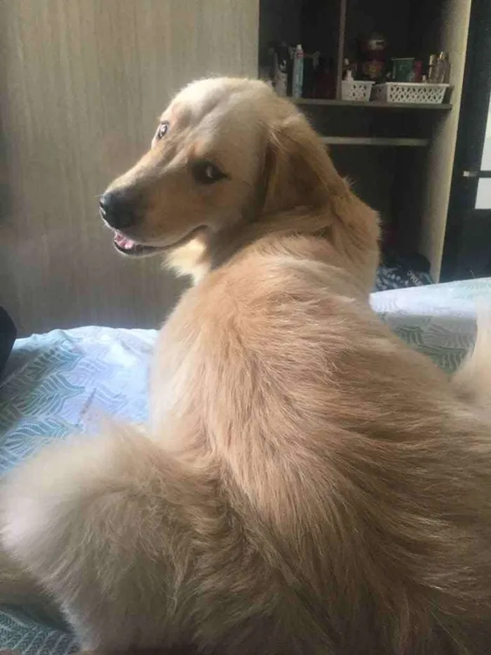 Cachorro ra a Golden retriever  idade 1 ano nome Mike