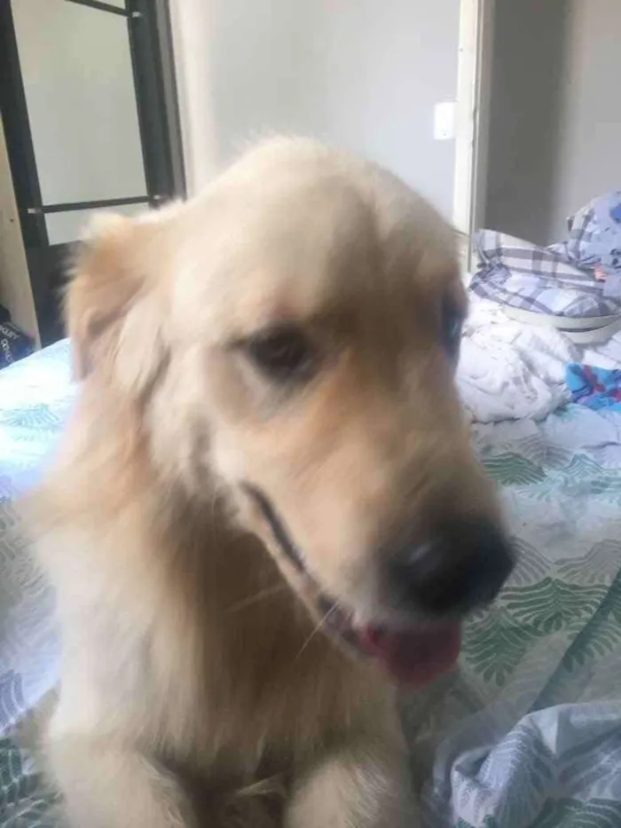 Cachorro ra a Golden retriever  idade 1 ano nome Mike