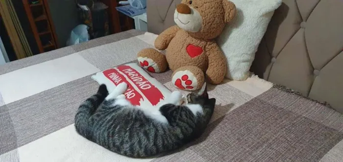 Gato raça  idade 2 a 6 meses nome Margarida