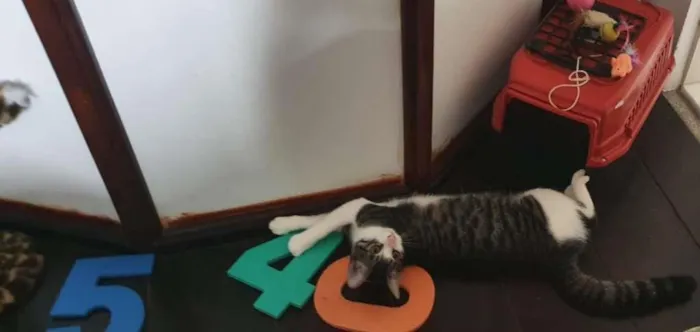 Gato raça  idade 2 a 6 meses nome Margarida