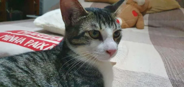 Gato raça  idade 2 a 6 meses nome Margarida