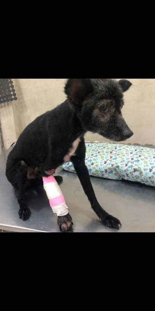 Cachorro ra a SRD idade 4 anos nome Timóteo