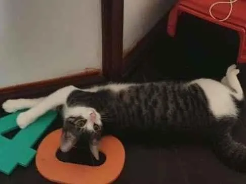 Gato raça  idade 2 a 6 meses nome Margarida