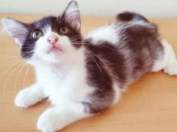 Gato raça SRD-ViraLata idade 2 a 6 meses nome TONINHA FRAJOLA