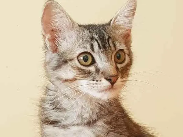 Gato raça SRD idade 2 a 6 meses nome TALES TIGRE