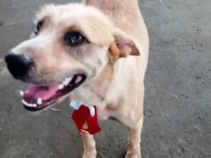 Cachorro raça SRD-ViraLata idade 3 anos nome DJ